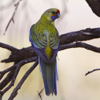 Yellow Rosella